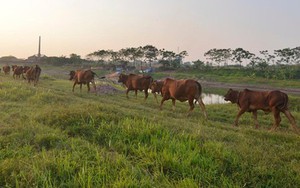 Nghi án anh em thầy giáo chém chết trẻ chăn bò