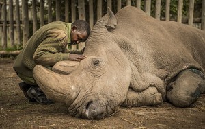 Bức ảnh khiến cả thế giới thổn thức: Người kiểm lâm nín lặng bên thi thể chú tê giác trắng đực Bắc Phi cuối cùng