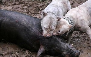 Sau chợ tiêu thụ thịt mèo ở thành phố HCM, vụ thả chó chiến cắn xé lợn rừng ở Việt Nam lên báo nước ngoài
