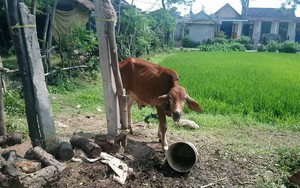 Vụ bò chính sách vào lò mổ: Ủy ban kiểm tra huyện đang làm rõ