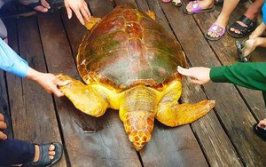 Ngư dân bắt được rùa biển quý, vàng óng nặng 80kg