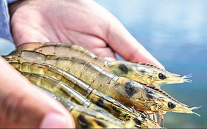 Kinh doanh khởi sắc, "vua tôm" Minh Phú quyết định tăng vốn gấp 3, quay lại sàn niêm yết với mục tiêu xuất khẩu 800 triệu USD