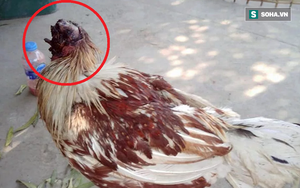 Con gà kỳ lạ ở Thái Lan: Mất đầu vẫn đi lại phăm phăm, sinh hoạt bình thường