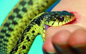 Bị rắn cắn: Đâu mới là cách sơ cứu đúng chuẩn, tránh biến chứng nguy hiểm tính mạng?