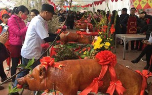 Lễ hội hàng trăm con lợn vàng rộm