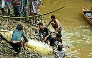 Mổ bụng cá sấu, tá hỏa phát hiện chân tay người