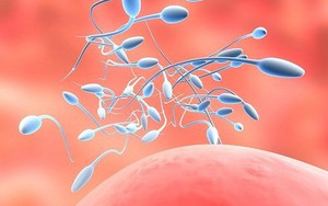 Các lý do khiến "con giống" bị thiêu đốt mà quý ông không biết