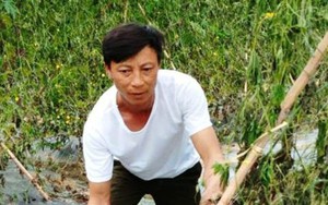 Xót xa nhìn 8 sào khổ qua đến ngày thu hoạch bị nhổ rễ, chết héo