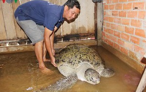 Người dân thả rùa nặng gần 200kg về biển được xem xét khen thưởng