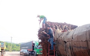 Cưa cắt, hạ tải cổ thụ "kỳ quái" sau khi chủ mua nhận lại cây