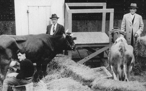 Ngày xửa ngày xưa, vào năm 1933, có ba chú bò được đưa đi Bắc Cực và để lại những câu chuyện vô cùng thú vị