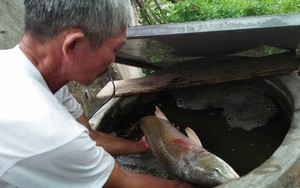 Ngư dân Quảng Bình bắt được cá lạ nghi là sủ vàng