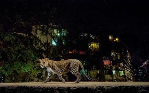 Dã thú đáng sợ "ẩn dật" nơi đô thị qua trải nghiệm của phóng viên National Geographic