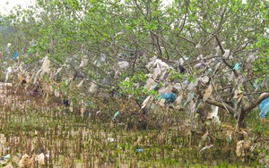 Rừng “cây rác” lủng lẳng ven sông Lam khiến nhiều người rùng mình