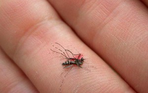 "Thanh niên đa cảm và con muỗi tên Tiểu Minh" là câu chuyện buồn được share rầm rộ nhất trên MXH hôm nay