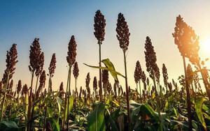 Trung Quốc áp thuế 179% lên cao lương của Mỹ