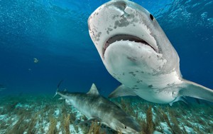 Bơi cùng cá mập hổ: Vuốt ve lần đầu rồi bất ngờ hoảng loạn!