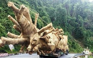 Trích xuất thiết bị giám sát hành trình để xử lý xe chở cây khủng