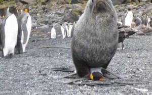 Hải cẩu với chim cánh cụt - mối tình ngang trái nhất quả đất đã xuất hiện