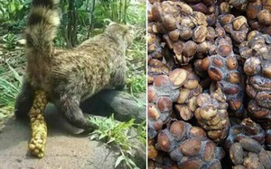 Cafe chồn ngon và đắt nhất thế giới nhưng nghe xong câu chuyện tàn nhẫn này, bạn có còn muốn uống nữa không?
