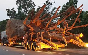 Cận cảnh 3 cây khổng lồ bị cảnh sát giao thông bắt giữ tại Huế