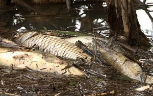 Cá nổi trắng trên sông Bàu Giang ở Quảng Ngãi