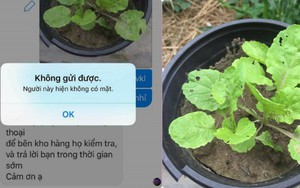 Cô gái mua hạt hoa hồng về trồng lại mọc thành cây rau cải và phản ứng sau đó của chủ shop
