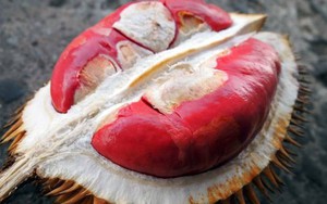 Sầu riêng ruột đỏ như gấc giá 1 triệu đồng/cây vẫn “cháy hàng”