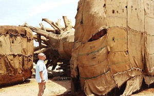 Xuất hiện thêm người mang hồ sơ về cây 'kỳ quái' trình kiểm lâm