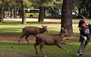 Hơn 200 vụ hươu cắn khách du lịch ở công viên Nhật Bản, chính quyền phải gấp rút ra bản hướng dẫn "cho hươu ăn an toàn"