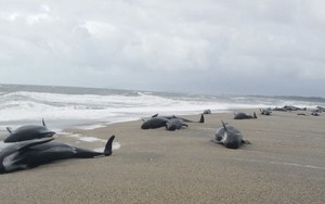 24h qua ảnh: Hàng chục con cá voi mắc cạn bí ẩn trên bờ biển New Zealand