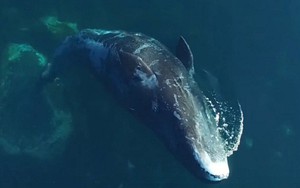 Bí ẩn cá voi Bắc Cực thay đổi bài hát khiến nhà khoa học chưa thể giải thích