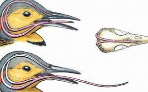 Ai cũng giật mình khi biết cách loài chim này cất cái lưỡi dài hơn cả đầu