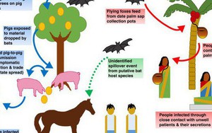 Một virus lạ hiếm gặp mới bùng phát và giết chết 9 người ở Ấn Độ, đây là những gì bạn cần biết về nó