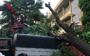 Mưa kèm gió mạnh ở Sài Gòn làm sập mái nhà, cây xanh ngã đè xe tải