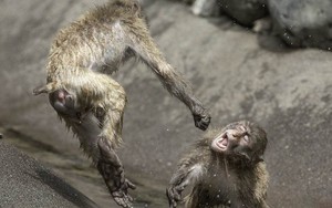 Khỉ đánh nhau chuyên nghiệp như võ sĩ khiến nhiếp ảnh gia được phen "rửa mắt"