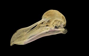 Bí ẩn cái chết của con chim Dodo quý hiếm trong “Alice ở xứ sở thần tiên”