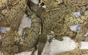 Bị đóng thùng trên máy bay, 50 con cá sấu cắn xé lẫn nhau