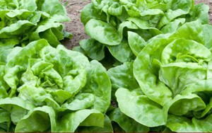 Vì sao rau xà lách thường là nguyên nhân dẫn đến dịch nhiễm khuẩn E.coli?