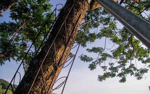 Lo ngại mất trộm, Hà Nội 'mặc áo giáp' cho cây sưa đỏ