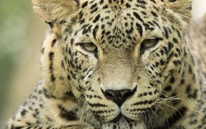 Báo đốm bắt cóc, ăn thịt bé trai 3 tuổi tại vườn quốc gia