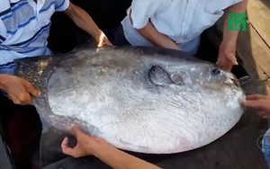 Ngư dân Thừa Thiên - Huế câu được cá mặt trăng quý hiếm