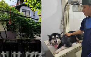 Bị chủ cấm đi chơi, chú chó liều nhảy từ tầng 3 xuống đất và điều bất ngờ xảy ra