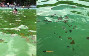 Giám đốc khu Khoang Xanh Suối Tiên nói về hình ảnh du khách vô tư tắm ở bể bơi kín chất bẩn
