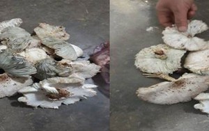 9 người ngộ độc do ăn nấm mọc sau nhà: Bộ Y tế cảnh báo loạt nguy cơ của nấm lạ, nấm hoang dại