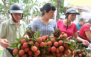 Hà Nội: 5 tấn vải Thanh Hà giá rẻ "hết veo trong vòng một nốt nhạc"