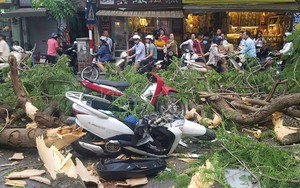 Cây cổ thụ bật gốc đè xe máy trên phố Hà Nội, 5 người bị thương