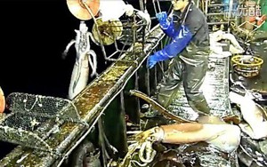 Ý đồ của Trung Quốc sau chương trình đánh bắt mực ống