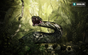 Quái vật nặng 1 tấn Titanoboa: Sau 18 năm giới khoa học mới có thể giải mã nó