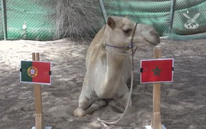 ‘Tiên tri’ lạc đà dự đoán Bồ Đào Nha thua sốc Morocco